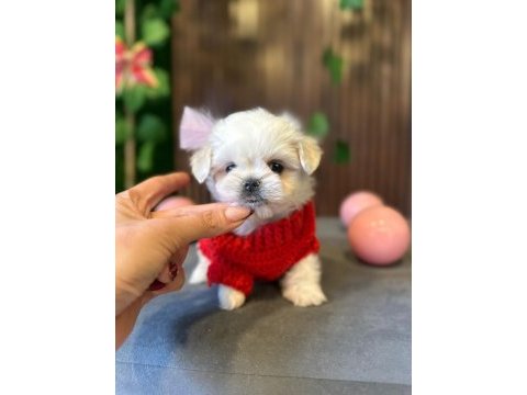 Çok güzel maltese bebekler