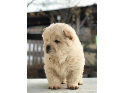 Ayı surat chow chow çin aslanı