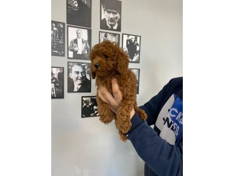 Red brown poodle yavrular wc egitimli