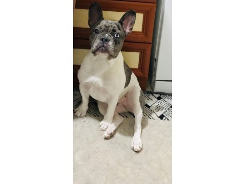 11 aylık blue marle pied çift göz renkli french bulldog
