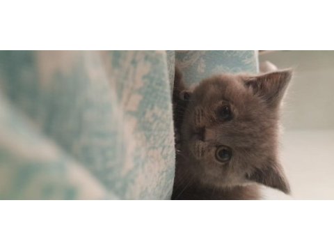 Safkan british shorthair