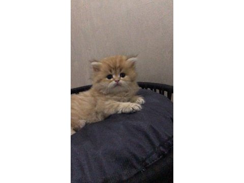 British longhair kedisi