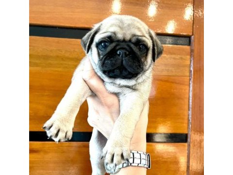 Dünya tatlısı pug yavruları