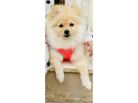 Pomeranian boo 4 aylık dişi