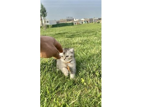 4 aylık scottish fold