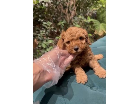 Toy poodle sağlıklı yavrumuz