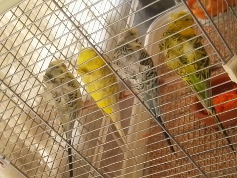 Üst düzey kan hattı sağlam japones muhabbet kuşu takım