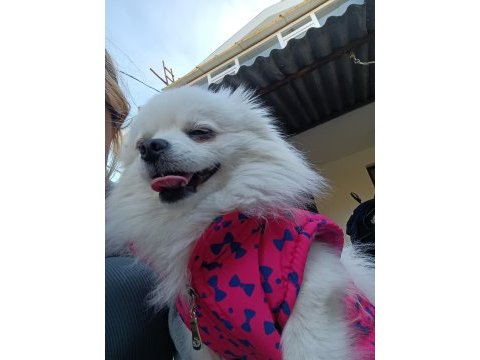 Güzel pomeranian kızım