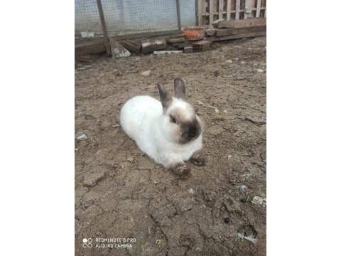 Himalayan cüce bebek tavşanlar