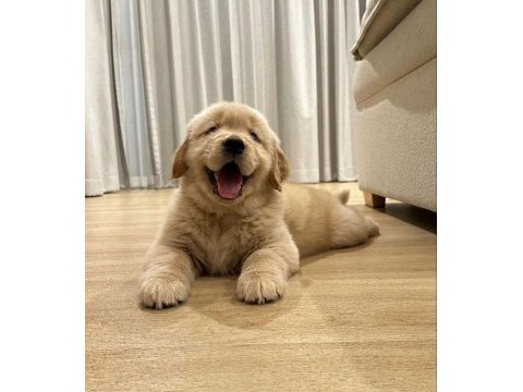 Golden retriever yavrular istenirse kapınıza teslim