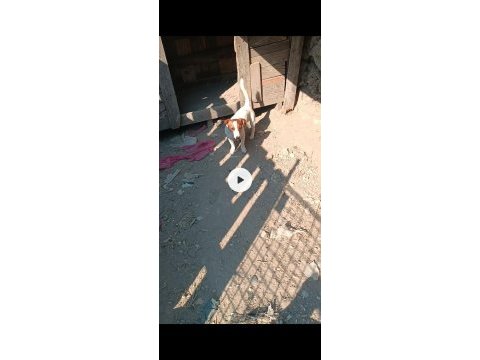 15 ocak doğumlu erkek jack russell