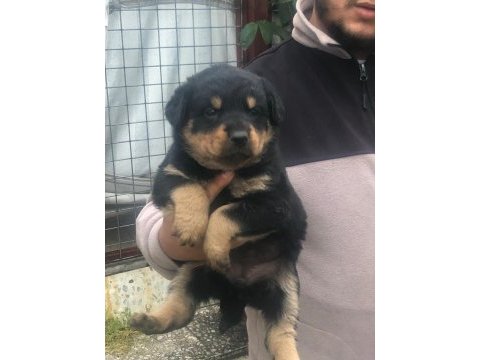 Koca kafa macar rottweiler
