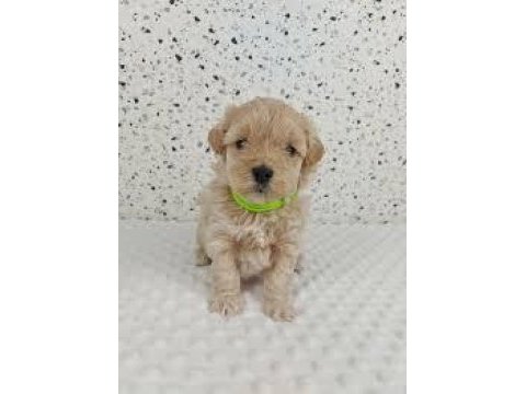 Maltipoo yavrularımız