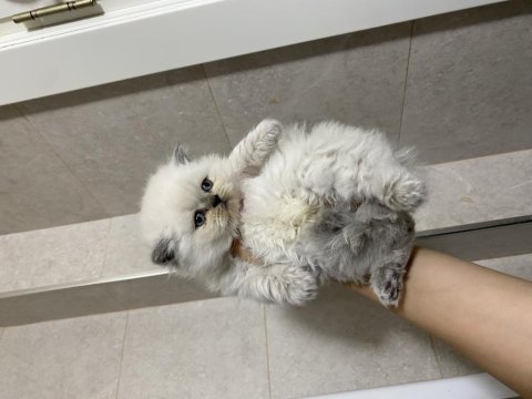 Erkek dişi british shorthair bebeklerim