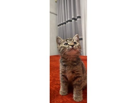 2 aylık erkek british shorthair