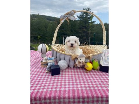 Maltese terrier 52 günlük