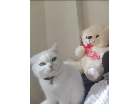 British shorthair 2 yaşında