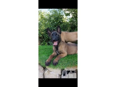 Belçika malinois sağlam kan güçlü genetik bebekler