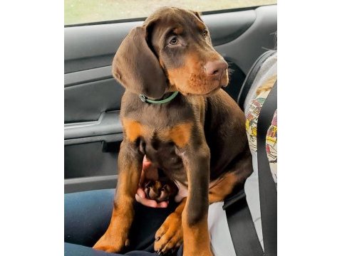 Çiftliğin efsane doberman yavruları kapıda ödemeli
