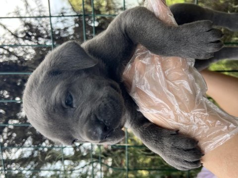 Heybetli üst kalite ırk garantili cane corso yavrular