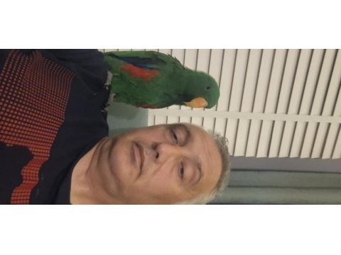 Eclectus erkek 1 yaşında