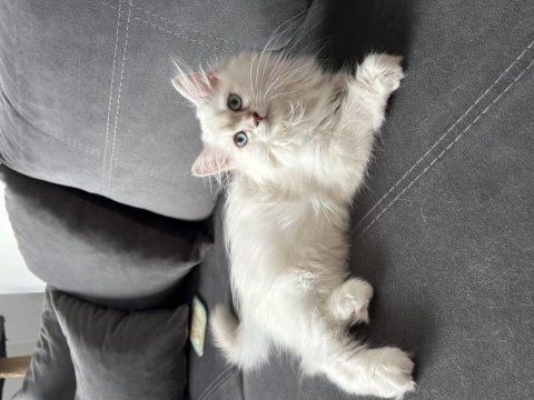 3 aylık dişi british longhair yavrumuza yuva arıyoruz
