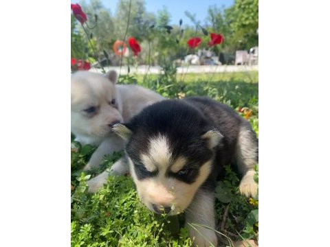 Üst kalite safkan husky yavruları