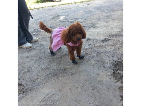 1 yaşında poodle fethiye