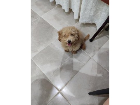 Toy poodle
