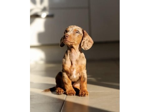 Nadir güzellikte merle dachshund (sosis köpek) yavrumuz