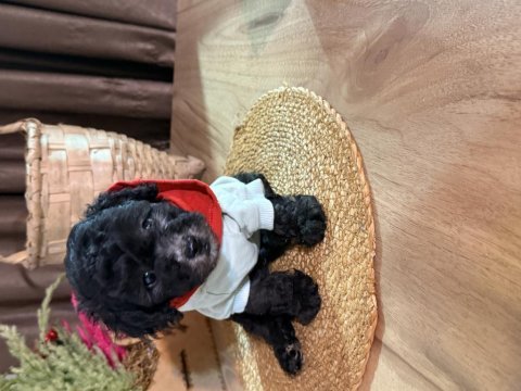 Kızıl siyah ve silver toy poodle bebeklerim