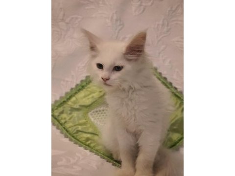 Maine coon yavru kedilerimiz