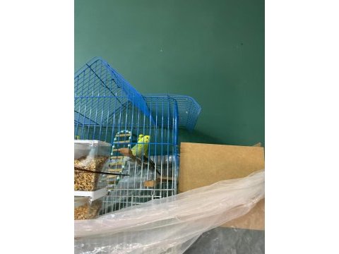 Genç çift muhabbet kuşu yavruya hazır