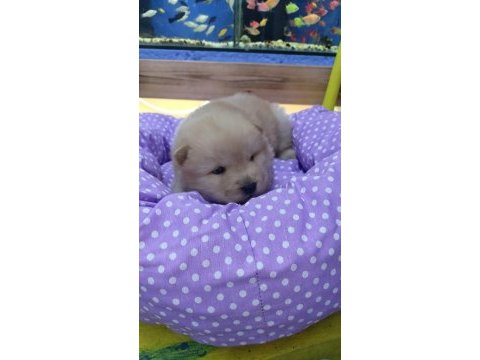 A kalite yavru çin aslanlar