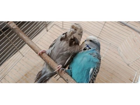 Show jumbo eşli muhabbet kuşu
