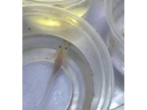 Axolotl yavrular