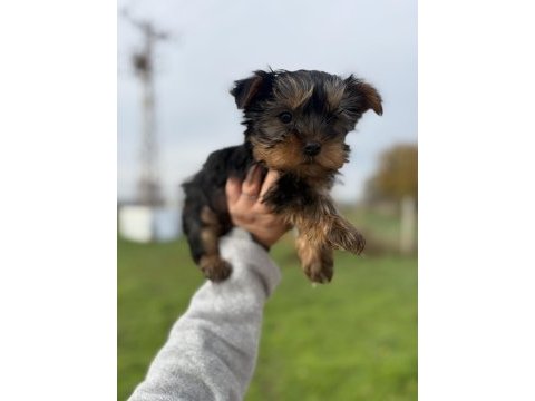 Mini boy yorkshire bebekler sun kennels