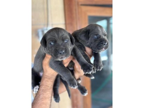 İri mavi gözlü blue cane corso yavrularım