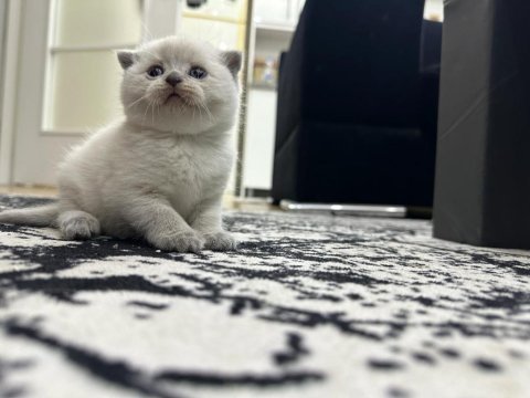 Efsane güzellikte scottish shorthair scr bluepoint