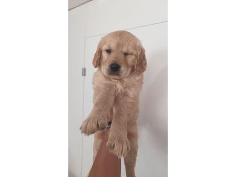 Irk ve sağlık garantili golden retriever yavru