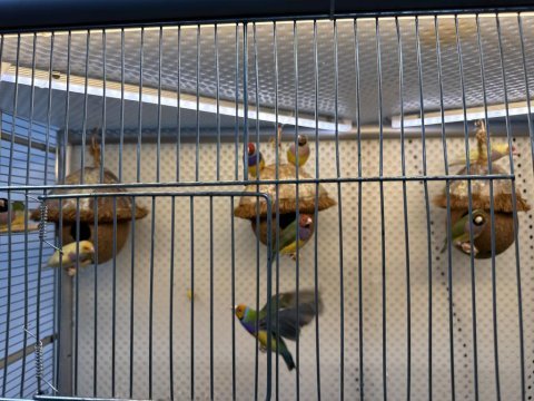 Goualdion finch