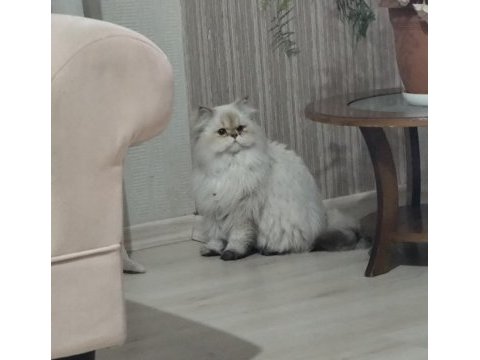 Sadece sevgi ve mama olan kedimiz müdür sahiplendirilecektir