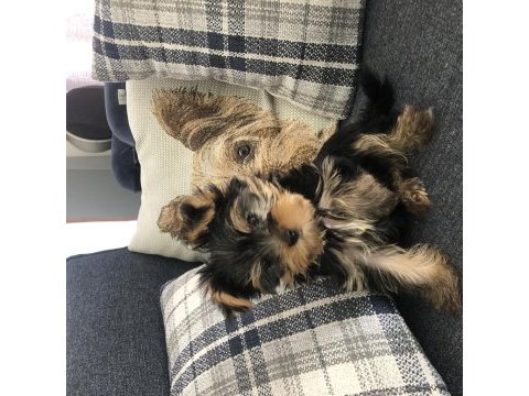 Teacup yorkshire