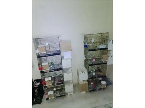 2 adet 4 katlı kafesle beraber kuşlar satılık