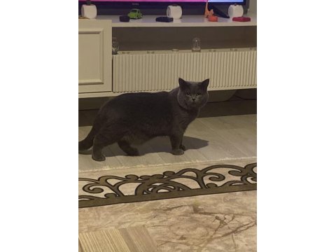 British shorthair erkek