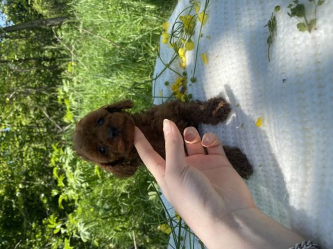 Bebek gibi toy poodle