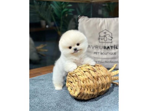 Zeki ırk pomeranian yavrular için bizlere ulaşın