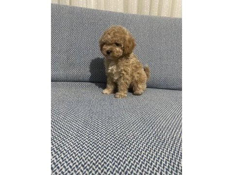 Oyuncak yüz toy poodle bebekleri̇mi̇z