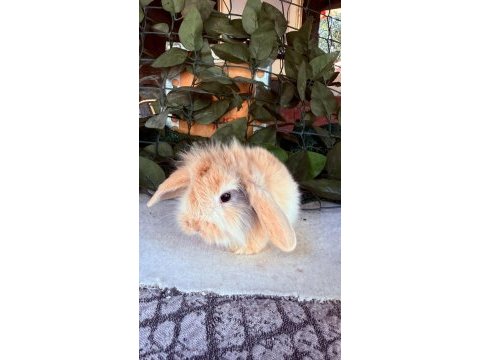 Orjinal hollanda teddy lop tavşan yavrularımız