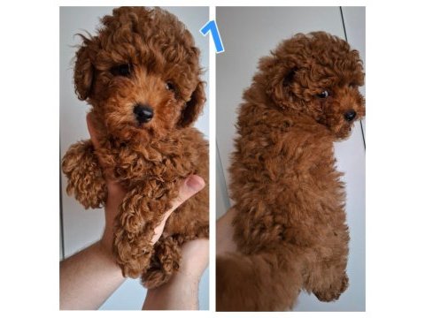 2 buçuk aylık erkek poodle